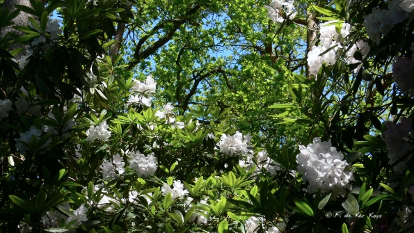 Bois des Moutiers (348) Mai 2012